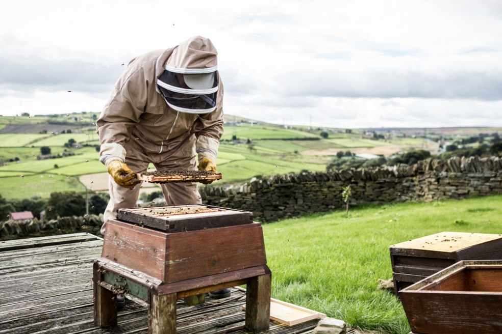 Denholme Gate Honey